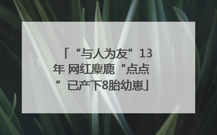 “与人为友”13年 网红麋鹿“点点”已产下8胎幼崽