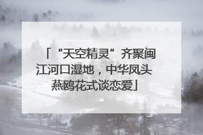“天空精灵”齐聚闽江河口湿地，中华凤头燕鸥花式谈恋爱