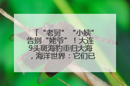 “老舅”“小姨”告别“姥爷”！大连9头斑海豹重归大海，海洋世界：它们已具备野外生存能力