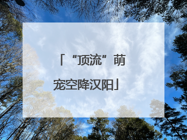 “顶流”萌宠空降汉阳