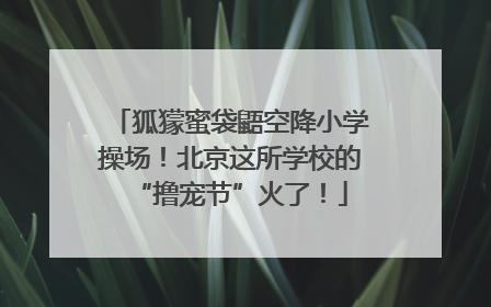 狐獴蜜袋鼯空降小学操场！北京这所学校的“撸宠节”火了！