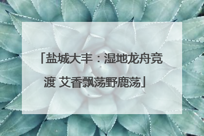 盐城大丰：湿地龙舟竞渡 艾香飘荡野鹿荡