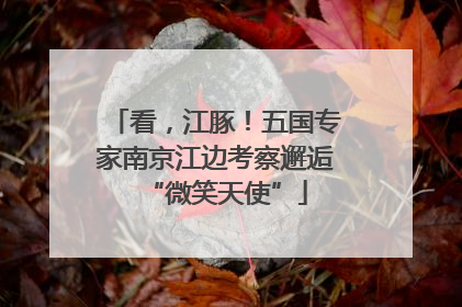 看，江豚！五国专家南京江边考察邂逅“微笑天使”