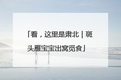 看，这里是肃北｜斑头雁宝宝出窝觅食