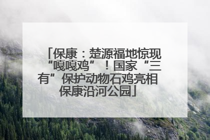 保康：楚源福地惊现“嘎嘎鸡”！国家“三有”保护动物石鸡亮相保康沿河公园