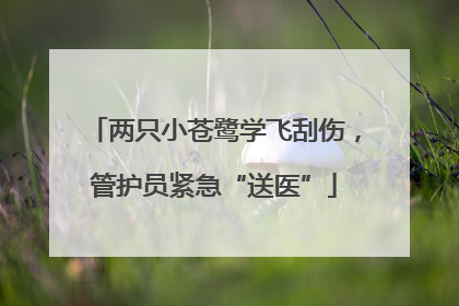 两只小苍鹭学飞刮伤，管护员紧急“送医”