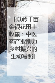 以岭千亩金银花田丰收景：中医药产业助力乡村振兴的生动写照