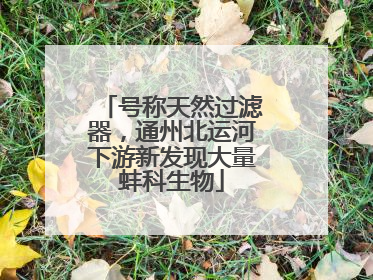 号称天然过滤器，通州北运河下游新发现大量蚌科生物