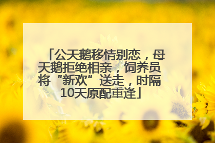 公天鹅移情别恋，母天鹅拒绝相亲，饲养员将“新欢”送走，时隔10天原配重逢
