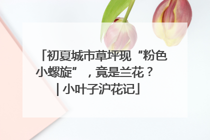 初夏城市草坪现“粉色小螺旋”，竟是兰花？ | 小叶子沪花记