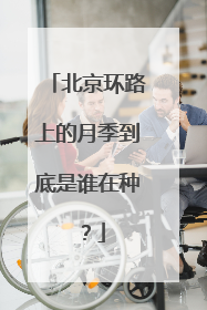 北京环路上的月季到底是谁在种？