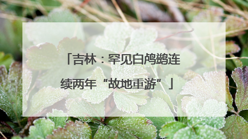 吉林：罕见白鸬鹚连续两年“故地重游”