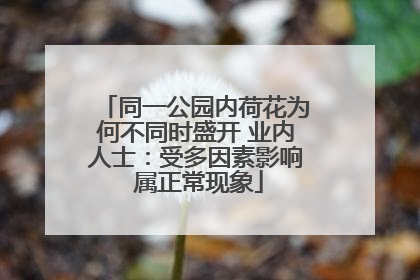 同一公园内荷花为何不同时盛开 业内人士：受多因素影响 属正常现象
