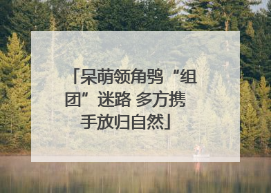 呆萌领角鸮“组团”迷路 多方携手放归自然
