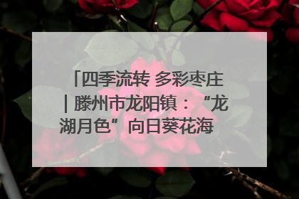 四季流转 多彩枣庄｜滕州市龙阳镇：“龙湖月色”向日葵花海 绘就乡村振兴新画卷