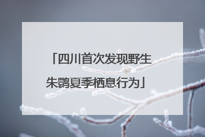 四川首次发现野生朱鹮夏季栖息行为