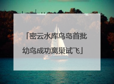 密云水库鸟岛首批幼鸟成功离巢试飞