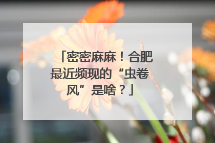 密密麻麻！合肥最近频现的“虫卷风”是啥？