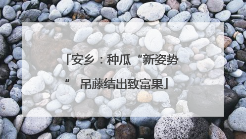 安乡：种瓜“新姿势” 吊藤结出致富果