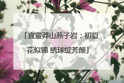 宜章莽山燕子岩：初夏花似锦 绣球绽芳颜
