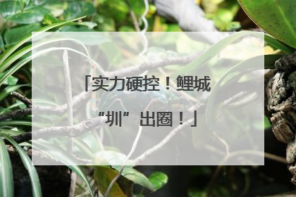 实力硬控！鲤城“圳”出圈！
