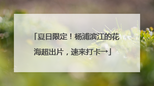 夏日限定！杨浦滨江的花海超出片，速来打卡→
