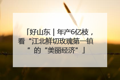 好山东｜年产6亿枝，看“江北鲜切玫瑰第一镇”的“美丽经济”