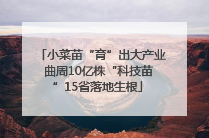 小菜苗“育”出大产业 曲周10亿株“科技苗”15省落地生根