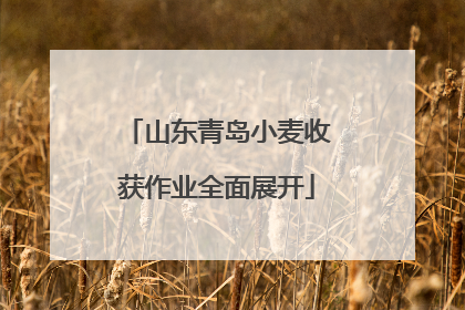 山东青岛小麦收获作业全面展开