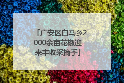 广安区白马乡2000余亩花椒迎来丰收采摘季