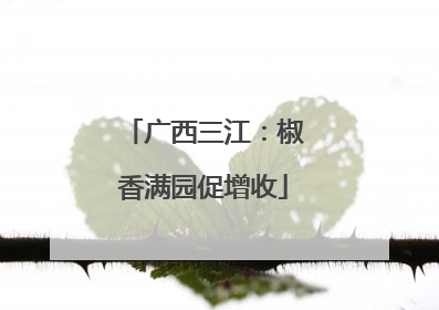 广西三江：椒香满园促增收