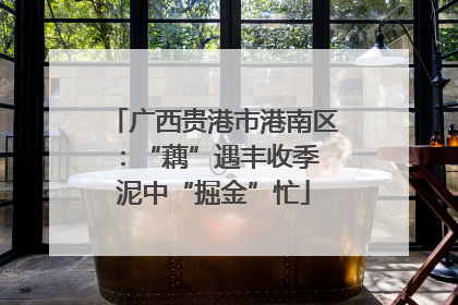 广西贵港市港南区：“藕”遇丰收季 泥中“掘金”忙