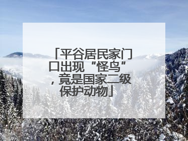 平谷居民家门口出现“怪鸟”，竟是国家二级保护动物
