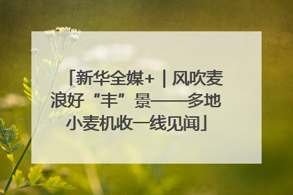 新华全媒+｜风吹麦浪好“丰”景——多地小麦机收一线见闻