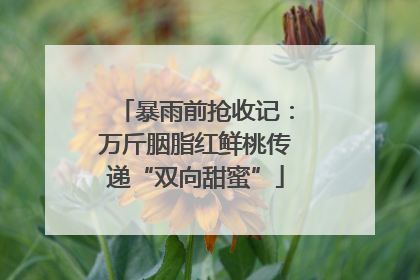 暴雨前抢收记：万斤胭脂红鲜桃传递“双向甜蜜”