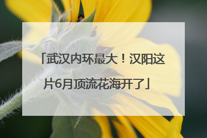 武汉内环最大！汉阳这片6月顶流花海开了