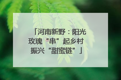 河南新野：阳光玫瑰“串”起乡村振兴“甜蜜链”