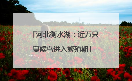 河北衡水湖：近万只夏候鸟进入繁殖期
