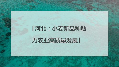 河北：小麦新品种助力农业高质量发展