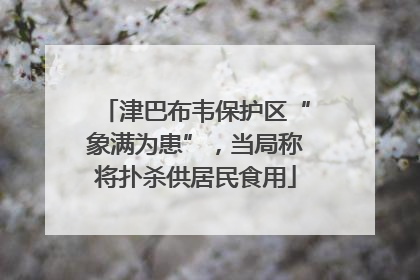 津巴布韦保护区“象满为患”，当局称将扑杀供居民食用