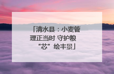 清水县：小麦管理正当时 守护粮“芯”绘丰景