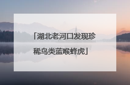 湖北老河口发现珍稀鸟类蓝喉蜂虎