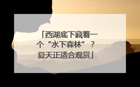西湖底下藏着一个“水下森林”？夏天正适合观赏