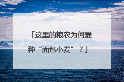 这里的粮农为何爱种“面包小麦”？