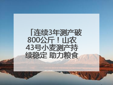 连续3年测产破800公斤！山农43号小麦测产持续稳定 助力粮食增产丰收