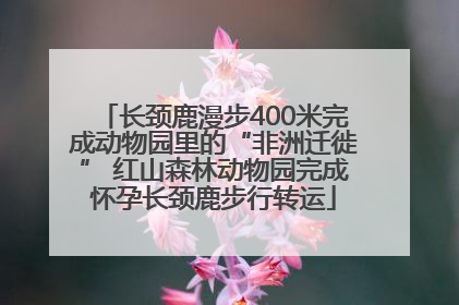 长颈鹿漫步400米完成动物园里的“非洲迁徙” 红山森林动物园完成怀孕长颈鹿步行转运