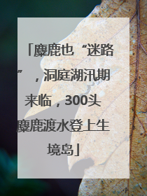 麋鹿也“迷路”，洞庭湖汛期来临，300头麋鹿渡水登上生境岛